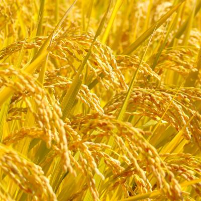 ふるさと納税 北杜市 国際大会受賞歴有!【令和7年産】こぴっと米【農林48号】白米・10kg　特別栽培米 |  | 03