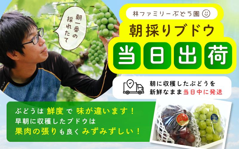 岡山県真庭市 林ファミリーぶどう園 朝に収穫したブドウを新鮮なまま当日出荷