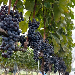 塩谷メルロー 2022 赤ワイン 750ml 2本セット