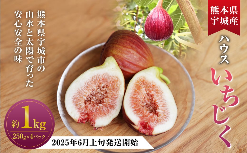 
ハウスイチジク 約1kg （約250g×4パック）【2025年6月上旬発送開始】 果物 フルーツ いちじく イチジク 旬 旬の果物 旬のフルーツ 熊本県 合同会社宝ファーム
