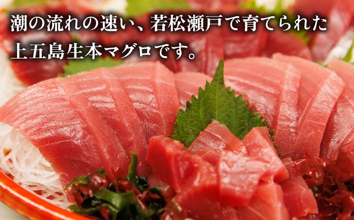 【全6回定期便】五島列島産 養殖 生本かみまぐろ 中トロ 500g / まぐろ 鮪 刺身 ブロック