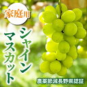 【ふるさと納税】【先行受付2025年発送】家庭用シャインマスカット　農薬節減長野県認証｜東御こもだ果樹園　※2025年9月下旬～10月下旬に発送予定
