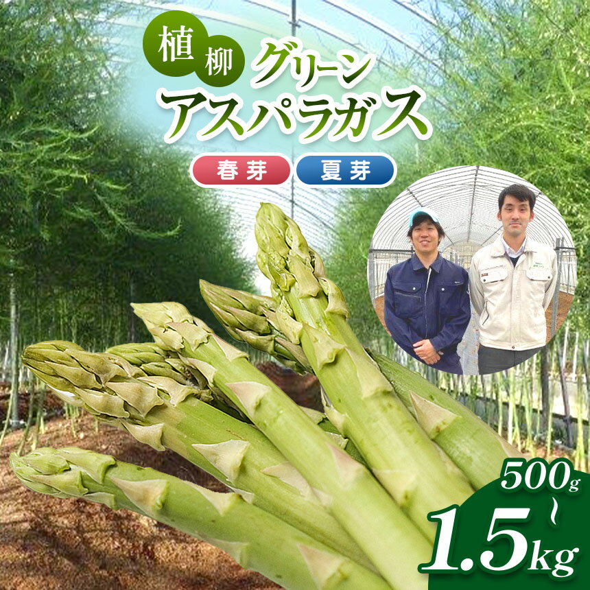 【ふるさと納税】 甘み感じる 植柳グリーンアスパラガス（春芽・夏芽）500g ~ 1.5kg ｜ アスパラ アスパラガス 野菜 山口 美祢 特産品 名産品 旬の野菜 野菜 500g 1kg 1.5kg