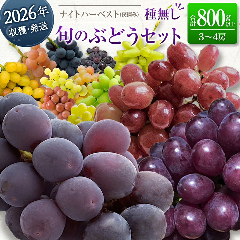 【ふるさと納税】［ご自宅・ご家庭用］ブドウ 2026年収穫・発送 ナイトハーベスト(夜摘み)『旬の種無しぶどうセット』 合計800g以上 3～4房 希少 人気 ブドウ フルーツ 果物
