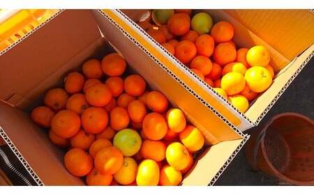 [10月発送] 大崎上島産 フレッシュ柑橘セット 極早生みかん/グリーンレモン 約4kg