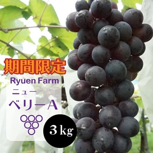 【8月下旬から発送】ニューベリーＡ 3㎏  ぶどう ぶどう ぶどう ぶどう ぶどう RYE