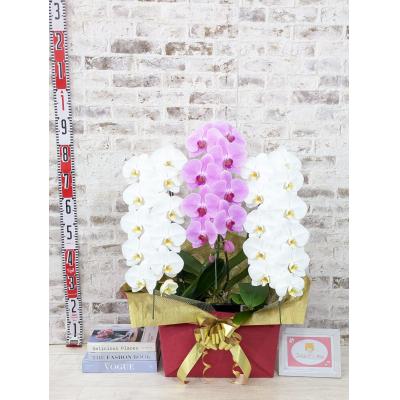 ふるさと納税 山口市 【☆新機能☆ZERO胡蝶蘭】　紅白胡蝶蘭　3本立て*白・ピンク*(大輪)　B099 |  | 03