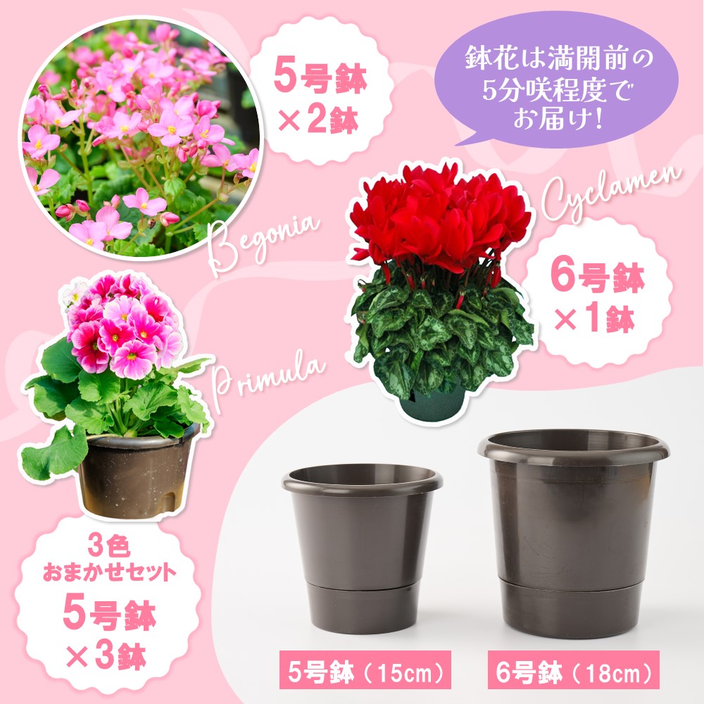 【先行受付9月より発送 数量・期間限定】鉢花 定期便 3回(9月・11月・1月)【鉢花 ふるさと納税 定期便】(H069117)