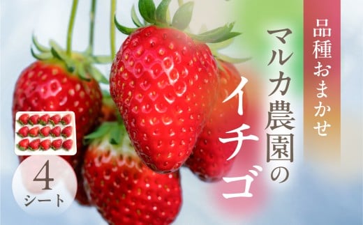 《先行予約》マルカ農園のイチゴ　4パック いちご 苺 イチゴ フルーツ 果物 渥美半島 愛知県 田原市 どうまい