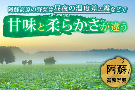 【定期便 全6回】畑から直送  季節のお野菜セット Mサイズ 