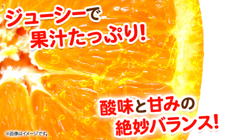 麗紅 約2kg みかん 麗紅