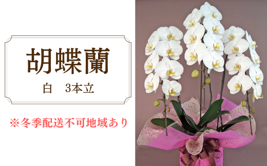胡蝶蘭　白　3本立