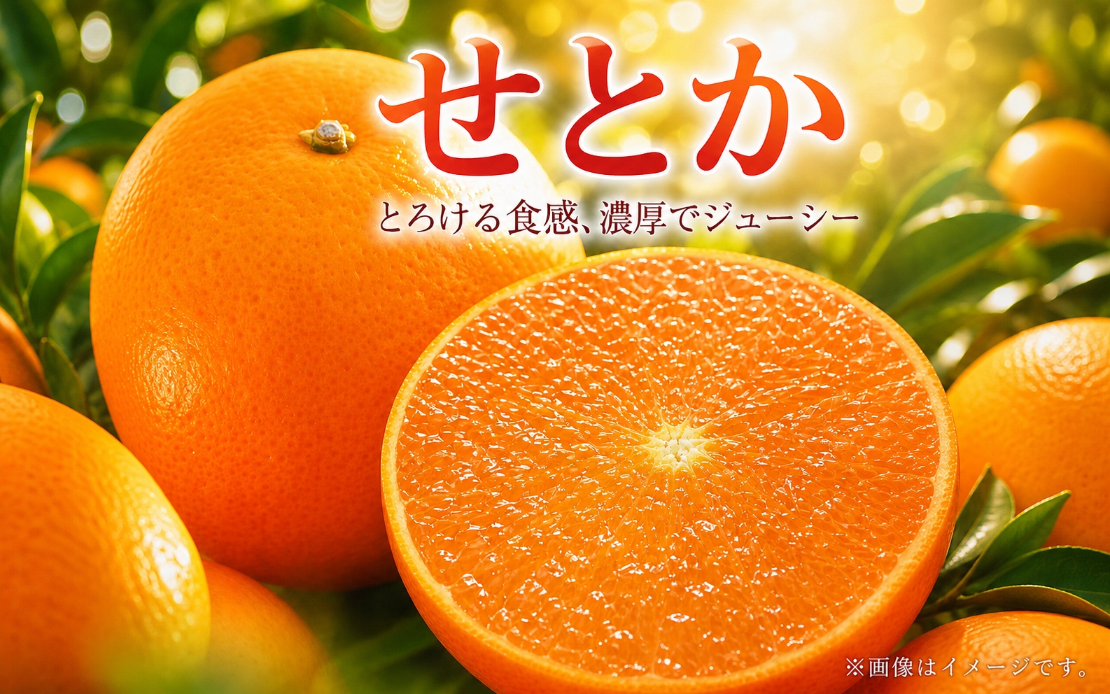 とろける食感 ジューシー柑橘 せとか 約2.5kg みかん 蜜柑 柑橘 オレンジ 果物 フルーツ 国産 和歌山県広川町 ※2027年1月下旬頃〜2027年2月上旬頃に順次発送予定【uot789B】
