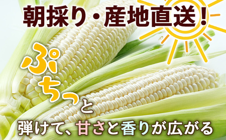 2024年夏発送 白いとうもろこし ピュアホワイト L～2L 16本