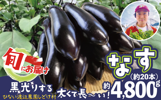 ナス 黒光りする太くて長い！ 約4800g　80P3204　/ 東北 秋田 大館 野菜 新鮮 農産物 農家 なす 農家直送