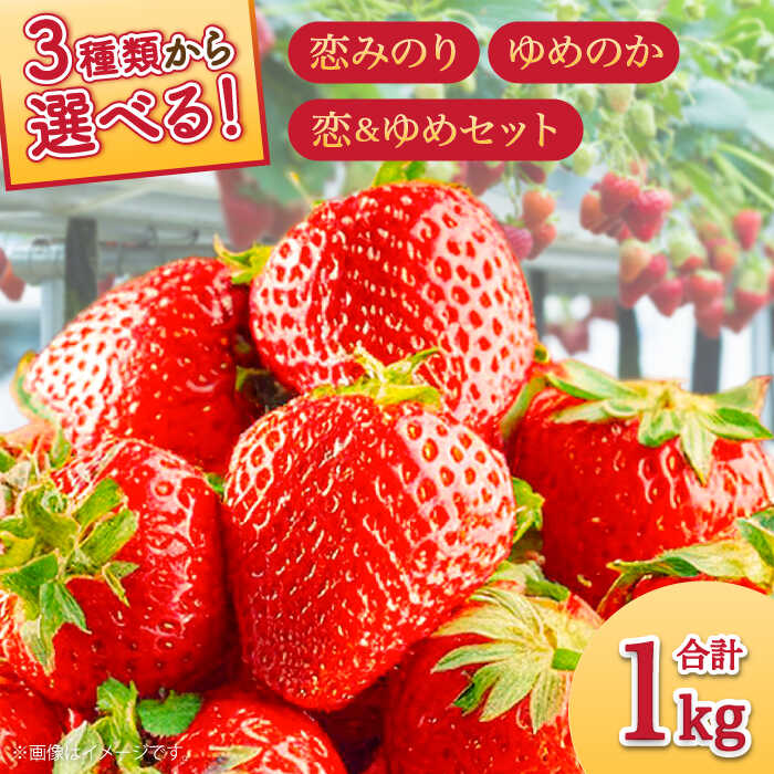 【ふるさと納税】【セット内容が選べる】【2026年1月～発送】いちご 2種類 食べ比べ 約250g×4P / ゆめのか こいみのり / イチゴ 苺 果物 フルーツ / 南島原市 / JA島原雲仙東南部基幹センター [SAC006]