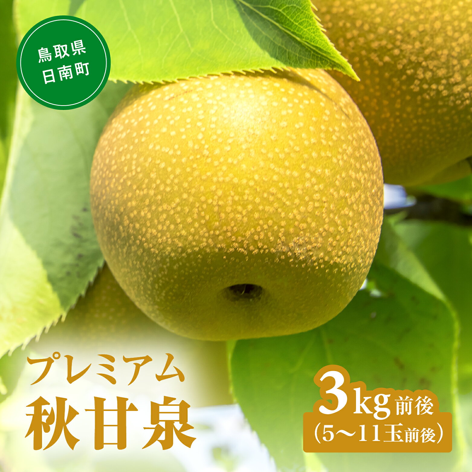【ふるさと納税】【令和9年産先行予約】2027年 プレミアム秋甘泉（あきかんせん） 3kg前後(5～11玉前後) 梨 なし 果物 日南町 高間商店