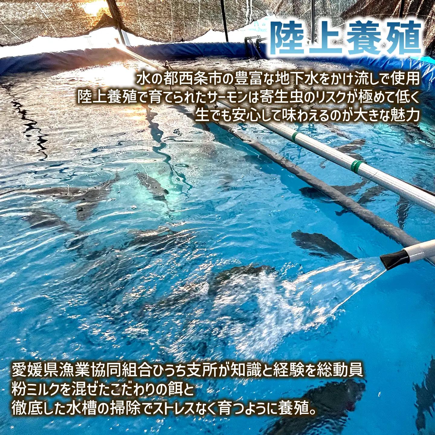 【国産サーモン】西条産陸上養殖サーモン「サイモン」冷凍フィーレ 約800g