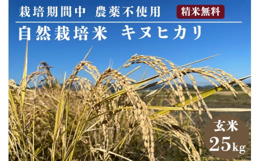 自然栽培米 キヌヒカリ 玄米 25kg　京都府・亀岡産 令和5年産 栽培期間中農薬不使用  ※離島への配送不可