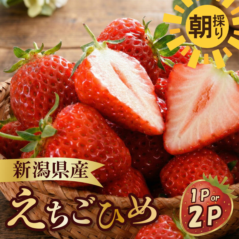 【ふるさと納税】 【先行予約】 いちご 越後姫 3L～2L 選べる パック数 12粒～30粒 朝採り 当日発送 苺 イチゴ えちごひめ 朝どれ 朝摘み 生産者直送 農家 直送 数量限定 季節限定 期間限定 須貝いちご園 新潟 新発田 sugai001P