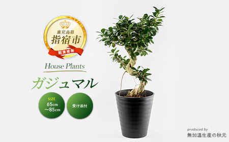 2026年2月上旬～発送 観葉植物 ガジュマル 65cm～85cm 無加温生産の秋元 032-1947  観葉植物 観葉植物 ※北海道・沖縄・離島配送不可