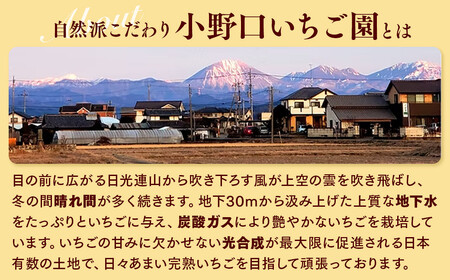 栃木県産 どっさりとちおとめ【750g】 | いちご ※2027年1月～発送