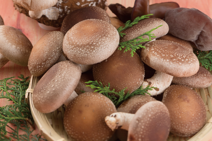 きのこ しいたけ きくらげ 生椎茸 生きくらげ 箱入りセット 3回 定期便 [きのこ屋 長崎県 平戸市 hr42bgy410164] 有機 有機JAS 有機栽培 有機きのこ 有機しいたけ 箱入り ギフ