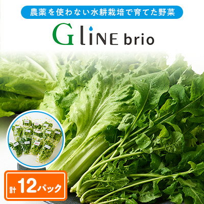 【ふるさと納税】【毎月定期便】G Line brio レタス12パックセット全6回【配送不可地域：離島】【4056844】