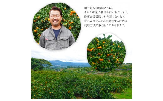 『菅本果実園』のみかん約5kg(2S-Lサイズ) 菅本さんのみかん『菅本果実園』《11月中旬-1月中旬頃出荷》【日付指定不可】---gkt_sgm_8_5kg---
