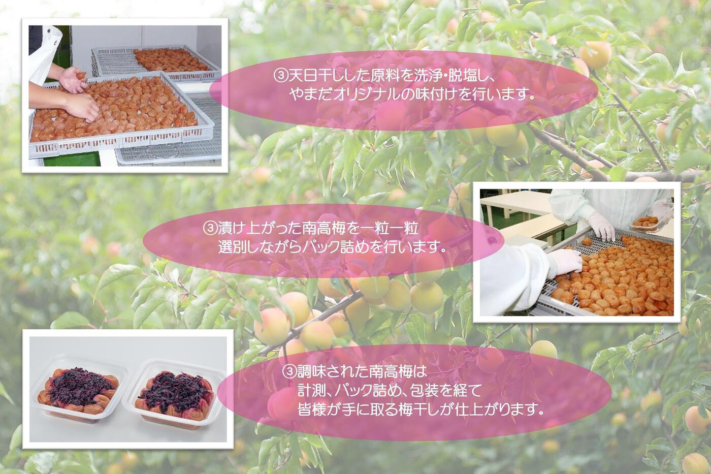 【定期便・3ヵ月毎 全3回】紀州南高梅 しそプレミアム 850g ［YM14］