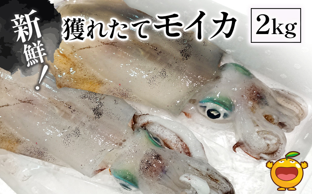 
獲れたて モイカ 2kg(2～4杯) 新鮮 アオリイカ イカ 刺身 刺し身 もいか あおりいか 水いか 水イカ 大分県産 九州産 津久見市
