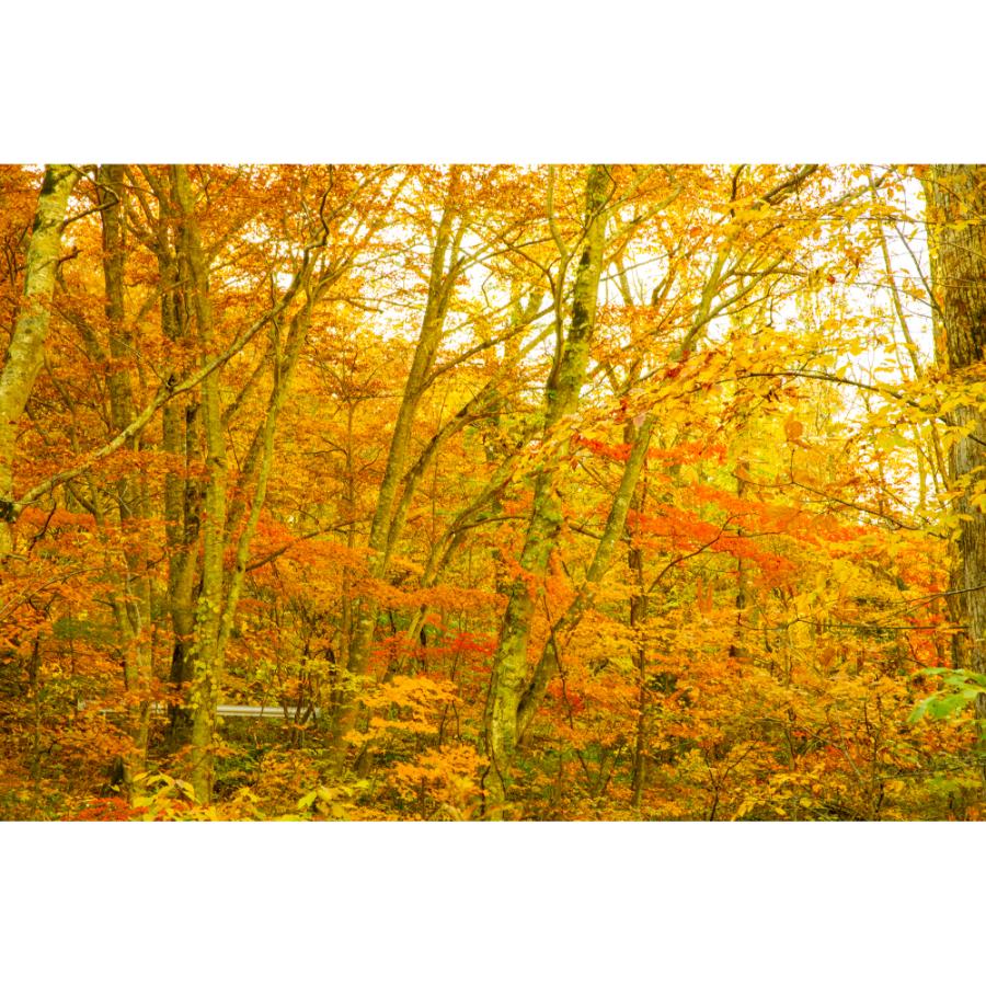 ＜津軽びいどろ＞十和田紅葉 花器（大）