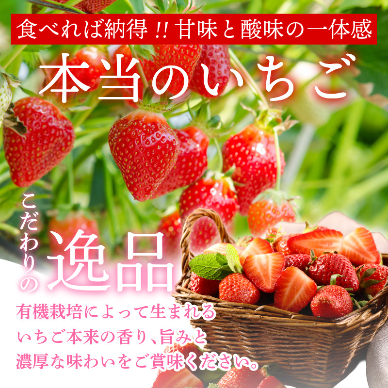オーガニック いちご 大粒 約12～15粒 桐箱入り 《1月末から5月発送》 有機JAS認証 ORGANIC 甘い 苺 果物 フルーツ 産地直送 新鮮 ストロベリー ジャム スムージー 期間限定 徳島