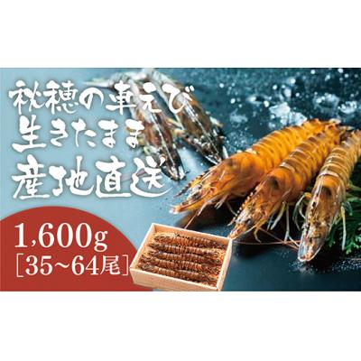 ふるさと納税 山口市 活きあいおえび1600g(800g×2)(35〜64尾) B030