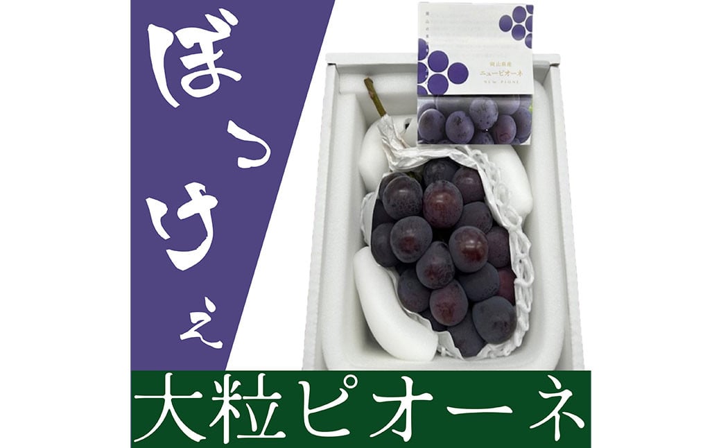 ぼっけえ大粒ピオーネ1房 800g以上 化粧箱入り