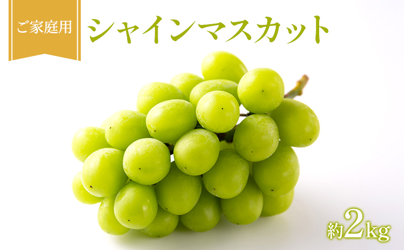 ぶどう 2026年 先行受付 ご家庭用 シャインマスカット 約2kg フルーツ 果物 岡山 赤磐市