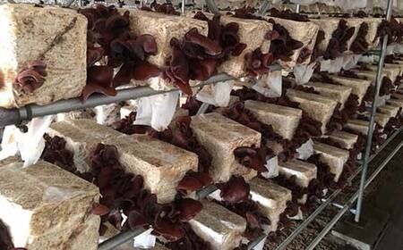 【特選】＜西会津産＞乾燥きくらげ中セット F4D-0227