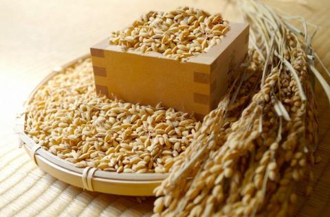 Kocomo’s きぬむすめ 玄米 10kg _S126 玄米 5kg×2袋