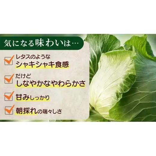 【ふるなびWEEK対象】＜レビューキャンペーン開催中＞【7月中旬発送開始】訳あり まぼろしの419キャベツ 4玉 [AL006tu] 