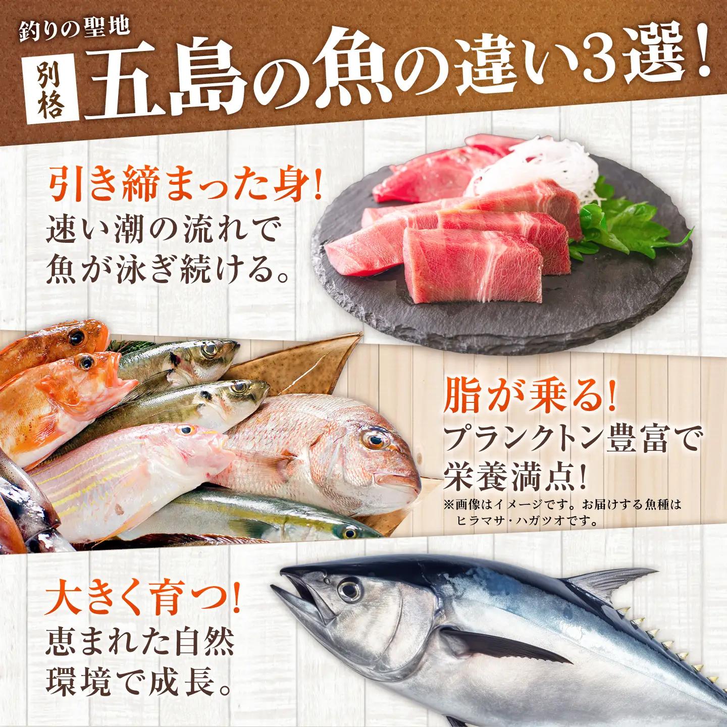 旬魚のゴトポキ10袋 五島市/金沢鮮魚[PEP060]