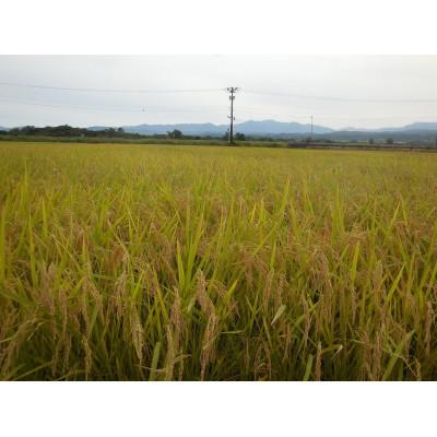 ふるさと納税 鶴岡市 【令和7年産】山形県鶴岡産特別栽培米 つや姫 白米 精米 10kg[K-777] |  | 01