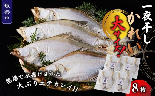 一夜干しかれい 大サイズ！(8枚)【鳥取県 境港市】