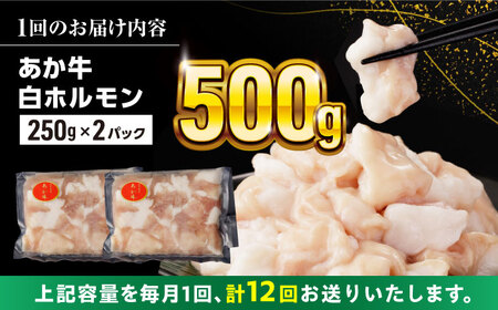 【全12回定期便】熊本県産 あか牛 白 ホルモン 合計6kg(250g×2P) 熊本ホルモン 赤牛ホルモン 褐牛 あかうし 褐毛和種 肥後 冷凍ホルモン 国産ホルモン 牛肉ホルモン 国産ホルモン 牛ホ