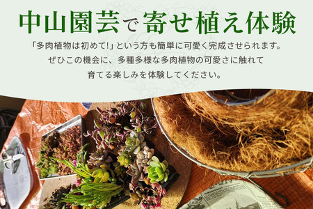 可愛いリース23cm多肉植物寄せ植え体験