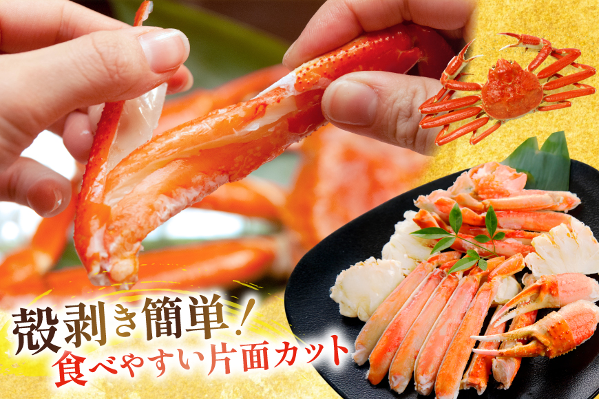 【2025 年内配送】 カット済 生 ずわいがに むき身 セット 総重量 1.5kg (正味重量1.2kg) 2-3Lサイズ [カネダイ 宮城県 気仙沼市 20565690] かに カニ ズワイガニ 