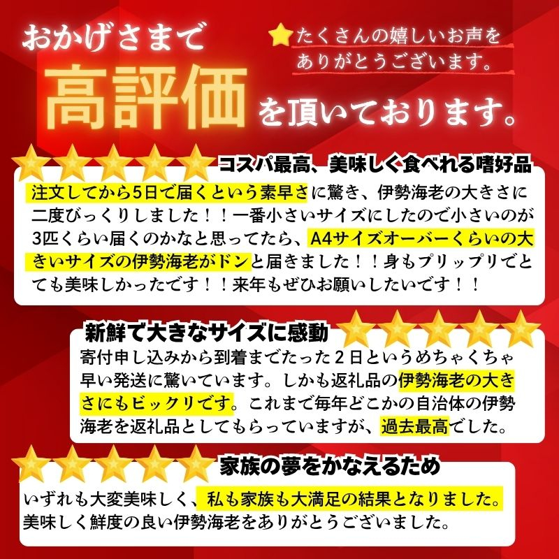 【伊勢海老】 超特大伊勢海老 1匹 1尾(800g以上)