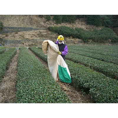 ふるさと納税 島田市 【毎月定期便】茶草場農法実践者の有機深むし煎茶100g×32本 全12回 |  | 02