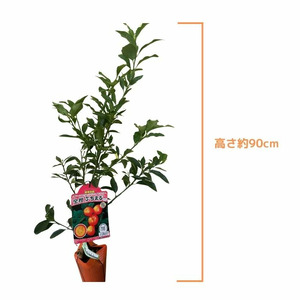 【先行予約】 種なしキンカン 苗木 ぷちまる 金柑 1年生 4.5号 ロングポット 果樹苗 家庭菜園 植物 果物 くだもの 2025年10月より発送 オンライン決済限定 静岡県 藤枝市