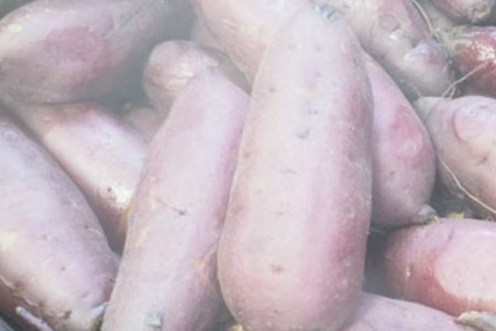 kamosの星芋（平干し400g×3）紅はるか 1.2kg 干し芋 ＜3/31まで受付・1月から順次発送予定＞