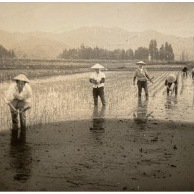 ふるさと納税 南魚沼市 【R7年産新米予約】5kg 最高金賞受賞 栽培期間中農薬5割減 南魚沼産コシヒカリ こまがた家のお米 |  | 02